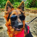 Greyson Johnson - @red.baron.the.gsd - Instagram