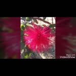 Gricelda Bernal - @bernal5025 - Instagram