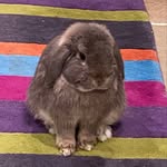 Griff Williams - @griff_the_bunney - Instagram