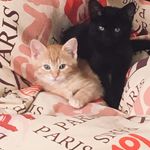 Griffin & Gallagher - @griffinandgallagher - Instagram