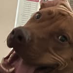 Griffin Stein - @cuteness_griffin - Instagram