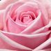 Grisel Velez - Facebook