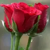 Griselda Nava - @griselda.nava49 - TikTok