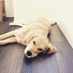 Golden Grover - @grover_browne - Instagram