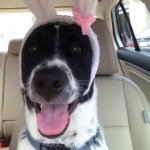 Grover Brown - @pointer_grover - Instagram