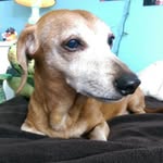 Buffie Grover Hill - @doxiewawa1 - Instagram