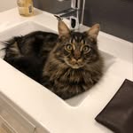 Geraldine gege - @grover_king_cat_ - Instagram