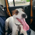 Grover Stanley - @grover_the_pound_hound - Instagram