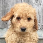 Lisa Derb - @groverandstanleygillespie - Instagram