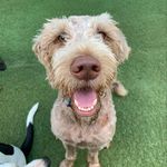 Grover - @_groverstone_ - Instagram