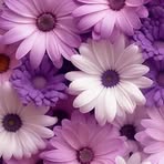Guillermina Solorio Campos - Facebook