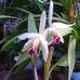 Guillermina Torres - Facebook