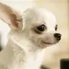 Guillermina Vasquez - @guillermina.vasqu - TikTok