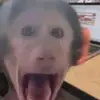 junior - @guillermoceja67 - TikTok