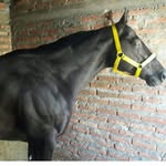guillermo  damian sequeiea - @guillermodamianseque - Instagram