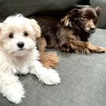 Guillermo Ocampo - @tobby_and_connie - Instagram