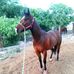 Guillermo Orendain - Facebook