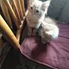 LiLia,❤️❤️ - @guillermopradaprada - TikTok