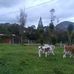Guillermo Tolentino Puente - Facebook