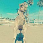 Guillermo Roque Perez - @roqueguillermo - Instagram