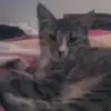 Gunilla Andersson - @gunilla.andersson4 - TikTok