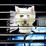 Gunnar Johnson - @dog_film_noir - Instagram