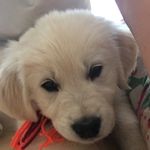 Gunnar Williams - @gunnarthegolden - Instagram