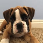 Gunner Gardner - @gunnertheboxer - Instagram