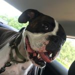 Gunner Scott - @gunnerthewigglebuttboxer - Instagram