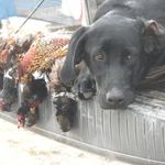 Logan & Gunner Scott - @blacklabadventuress - Instagram