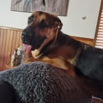 Gus Alexander - @gus.thegoofball - Instagram