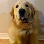 Gus Alexander Cruickshank - @gusssthegolden - Instagram