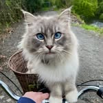 ✨Gus✨ - @gus.alexander.the.cat - Instagram
