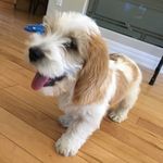 Gus Bennett - @gus.thepbgv - Instagram