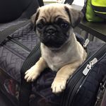 Gus Bennett - @mistergusthepug - Instagram