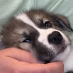 Gus Gus Bennett-Slusher - @its_a_gusgus_world - Instagram