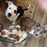 𝙶𝚞𝚜, 𝙲𝚕𝚊𝚛𝚔, 𝚊𝚗𝚍 𝚁𝚎𝚐𝚐𝚒𝚎 🐾 - @gus_clark_and_reggie - Instagram