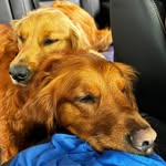 Gus + Clark 🐾Golden Guys - @adventures_of_gus_and_clark - Instagram