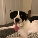 Gus Picasso Clark - @discuss_thepupnamed_gus - Instagram