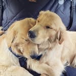 Gus and Eddy - @thegusandeddy - Instagram