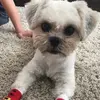 🐶Gus and Teddy🐶 - @gus_teddy - TikTok