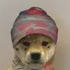 Gus Evans - @mynameisevo - TikTok