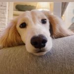 GUSSY - @gusgilleytheweenie - Instagram