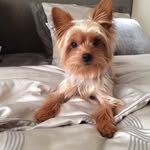 Gus - @gusgriffithyorkie - Instagram