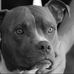 Gus Gus Hansen - Facebook