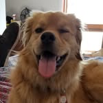 Gus Hansen - @gus_gus_the_mini - Instagram