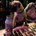 GUS Hill - @whats_the_fuss_with_gus - Instagram