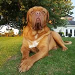 Gus Hill - @gusthecanuck - Instagram