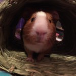 Gus Gus James - @gustheguinea_ - Instagram