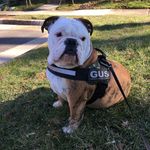 Gus, Jameson, Ellie - @gus_james_elliethebully - Instagram